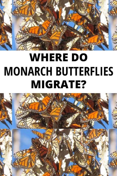 Monarch Butterfly Migration Fun Facts About How Monarchs Migrate