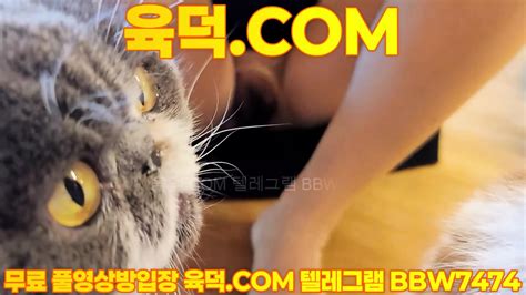 최신작 야옹이들과 힐링중 노출 최신영상 한국야동 무료야동 국산야동 무료입장 텔레그램 BBW 검색