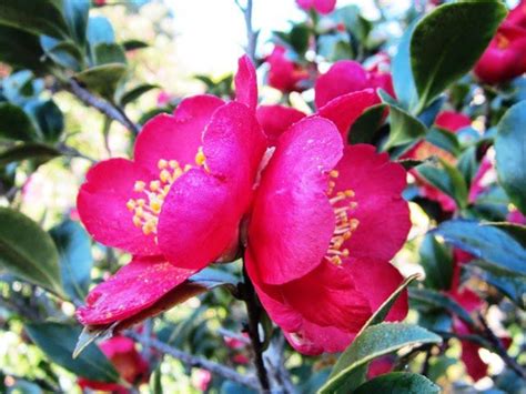 Camellia Song | The Garden Times | Modern garden, Modern garden design