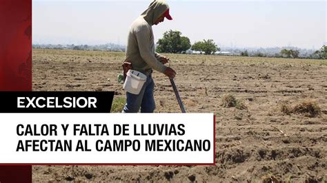 Cultivos En México En Peligro Por Ola De Calor Y Falta De Lluvias Youtube