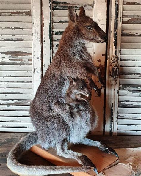 Walaby Kangaroo Oddities Cabinet Of Curiosities Full Mount Taxidermy