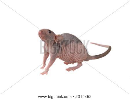 Naked Mouse Image Photo Free Trial Bigstock