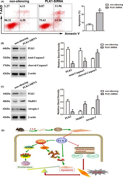 PLK1 participated in regulating the apoptosis pathway and E3 ubiquitin ... 