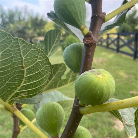5 Gal Lemon Fig Tree Figlem05g The Home Depot