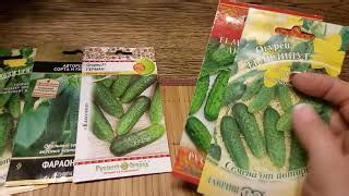 Огурец Маменькин любимчик: отзывы, описание сорта, фото, видео, отзывы ...