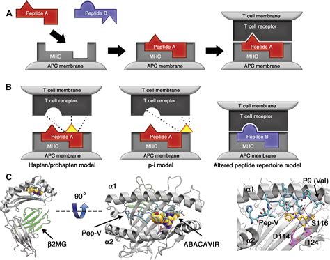 Evolving Models Of The Immunopathogenesis Of T Cellmediated Drug