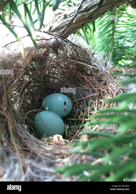 Two Blue House Finch Eggs in a Nest in an Arborvitae Tree Stock Photo