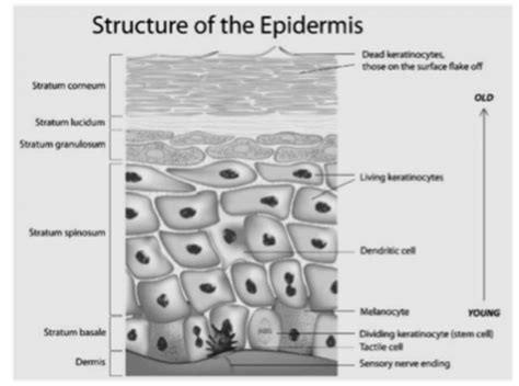 Integumentary System And Wounds Flashcards Quizlet