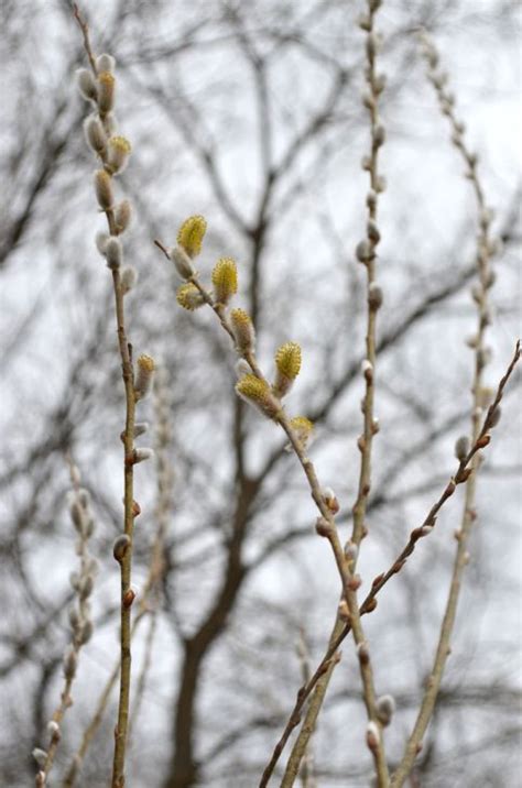 Salix Discolor Pussy Willow Prairie Moon Nursery