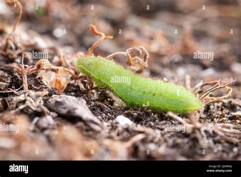 Common Blue Butterfly Caterpillar