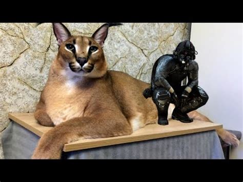 Гоша говорит "КЛОКЕР" - YouTube