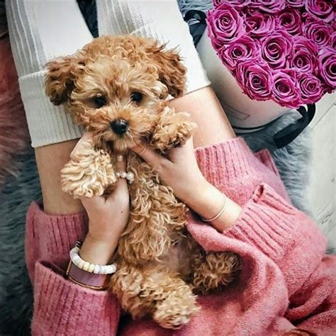 Мульти пу собака - 79 фото