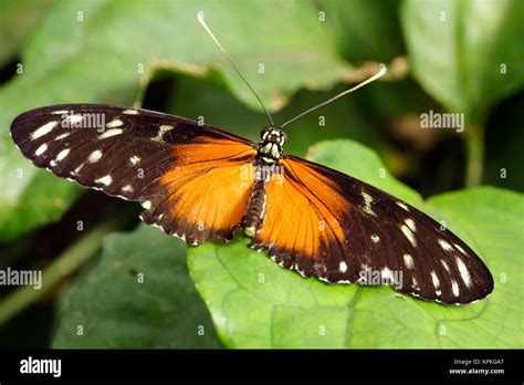 Tiger Longwing Heliconius Ismenius Stock Photo Alamy