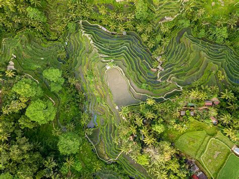 Aerial View Of Rice Terraces In Tegallalang Bali Indonesia By