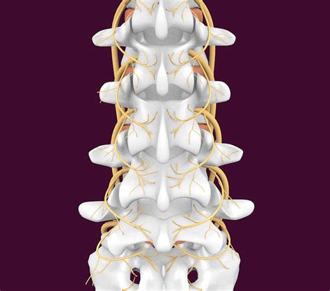 Lumbar Medial Branch Blocks And Lumbar Facet Joint In