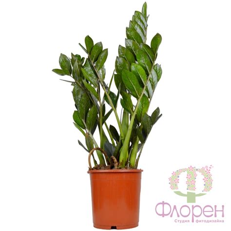 Замиокулькас Равен – Купить Замиокулькас Равен в Киеве с доставкой