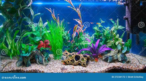 tropical fish tank aquarium stock  image
