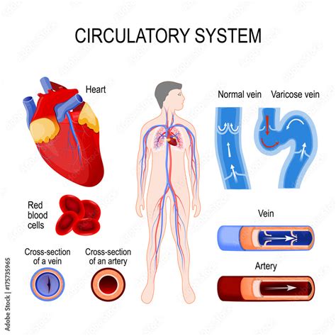 circulatory system: heart, cross-section artery and vein, normal vein and varicose, red blood ...