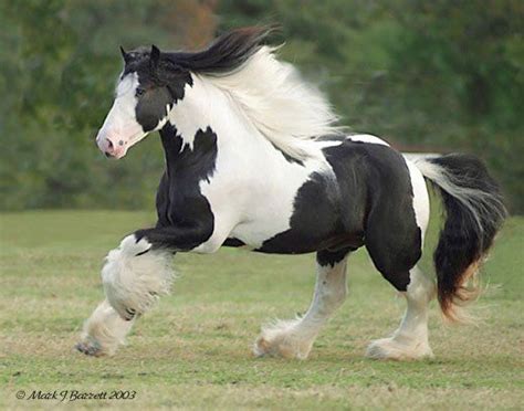 Road Sweeper Running To Learn More About Gypsy Gold Horse Farm Please