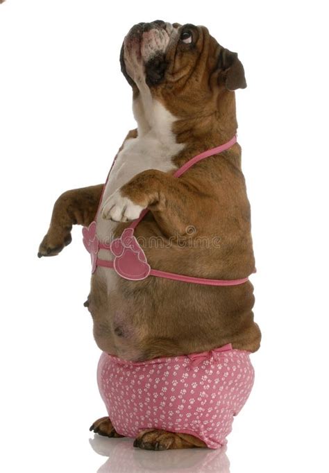 Perro Que Desgasta El Bikin Rosado Foto De Archivo Imagen De Aislado Bikini
