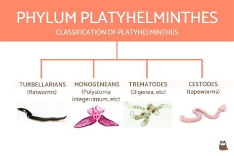 Classification of Invertebrates Chart With Definitions and Examples