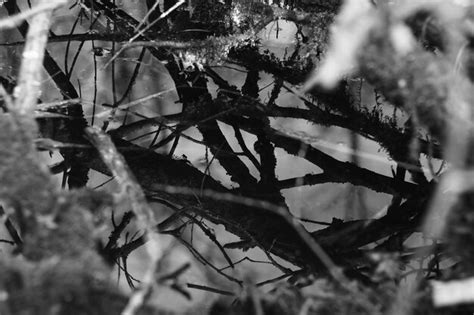Premium Photo Photo Of Outdoor Recreation In The Forest