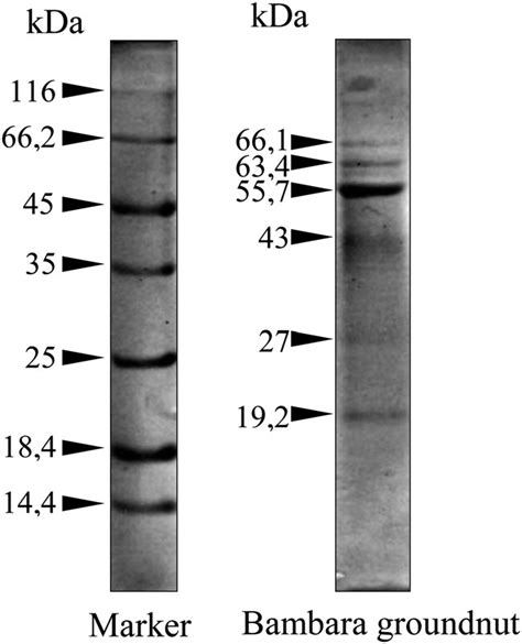 Electrophoretic Pattern Of The Bambara Groundnut Protein SDS PAGE Gel