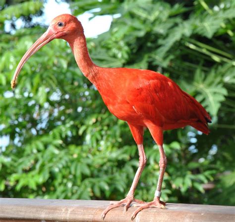 Moody Gardens Rainforest Animals - Beautiful Insanity