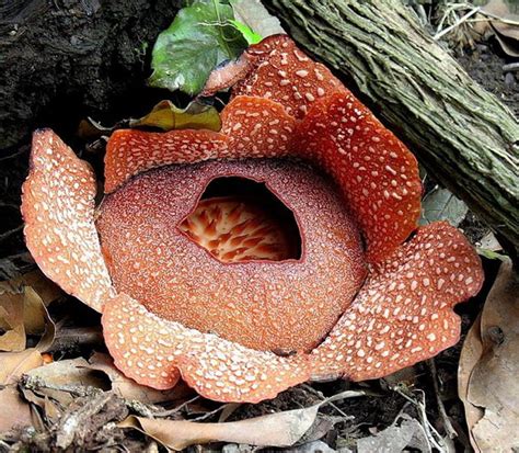 Выяснено происхождение самого большого цветка Раффлезия (Rafflesia ...