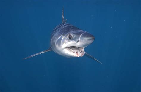 Natural Science Expedition🎖️Shark Biology with De Maddalena