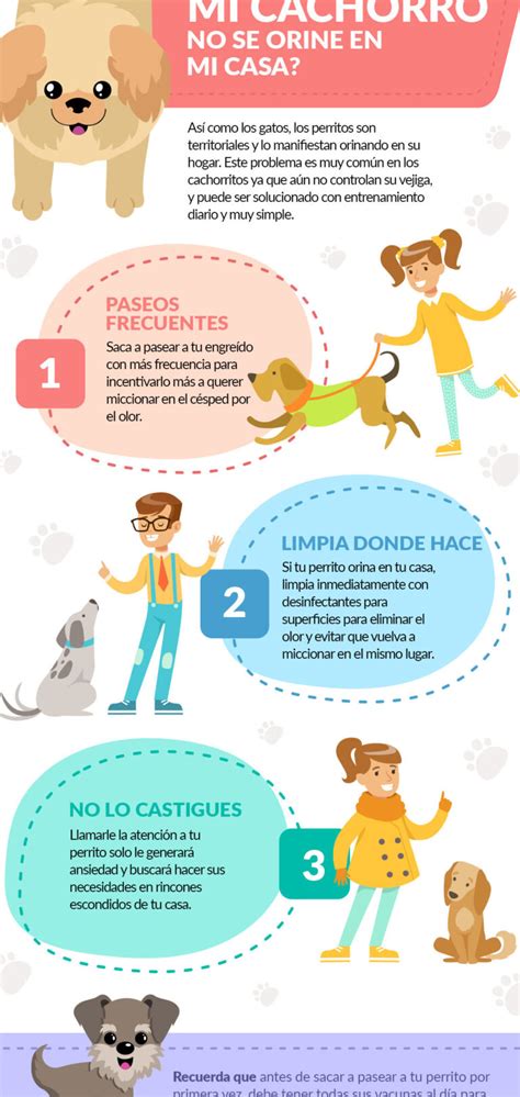 Consejos Para Evitar Que Tu Perro Orine Dentro De Casa