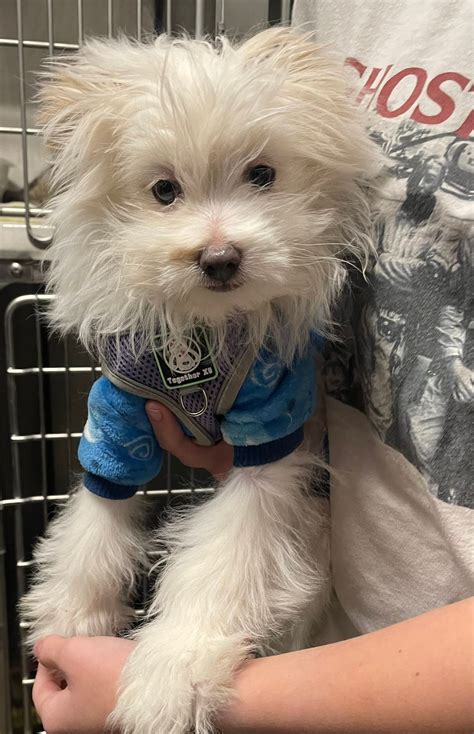 adoptable dogs in billings mt 1