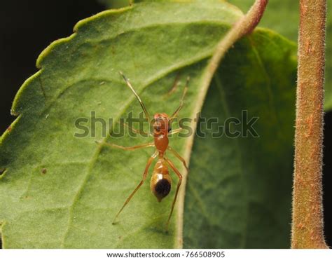 Myrmarachne Plataleoides Kerengga Antlike Jumper Stock Photo