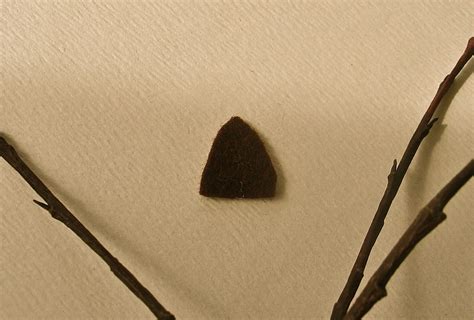 Twig And Toadstool Pussy Willow Wonderment