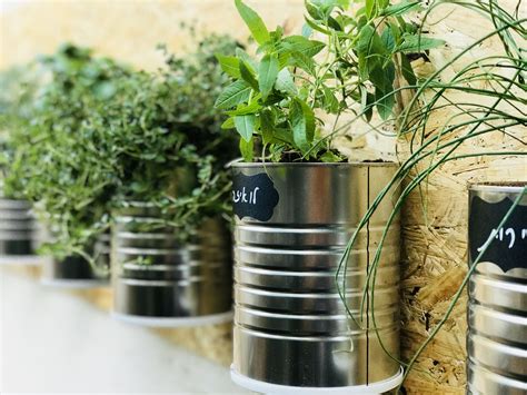 17 Tin Can Herb Garden Ideas You Gonna Love Sharonsable