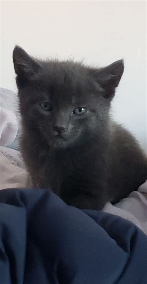 My 5 week old kitten looks like the chad meme : r/midlyinteresting