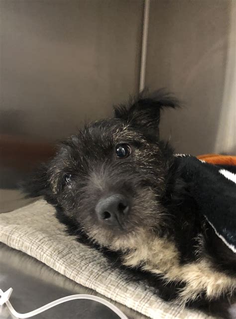 Darcy - The Arrow Fund