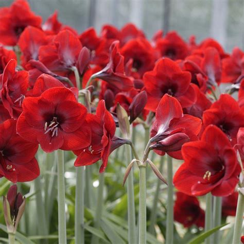 Christmas Red Amaryllis Bulbs For Sale | Amaryllis Ferrari – Easy To ...
