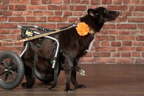 Dog Back Leg Weakness What Are The Causes And How To Help Your Dog