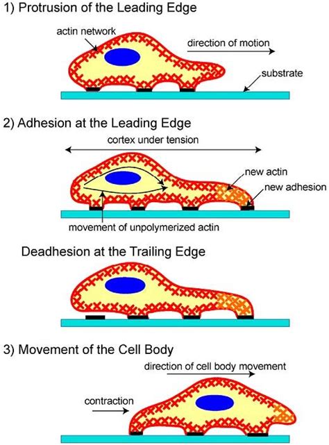 state model  cell migration crawling cells  generally