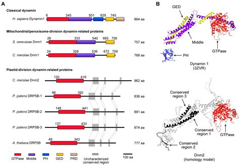 Ijms Free Full Text Insights Into The Mechanisms Of Chloroplast