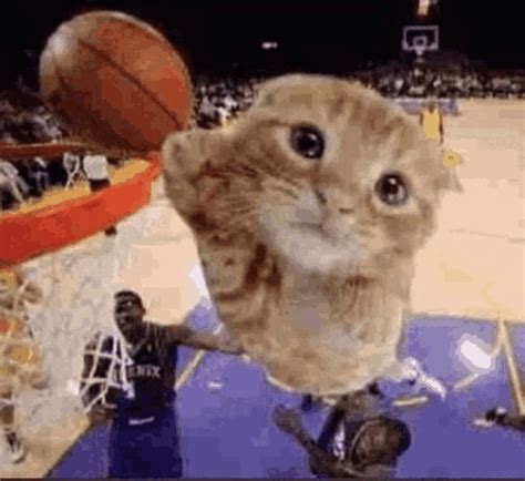 ballin cat meme ballin cat dunk discover share gifs