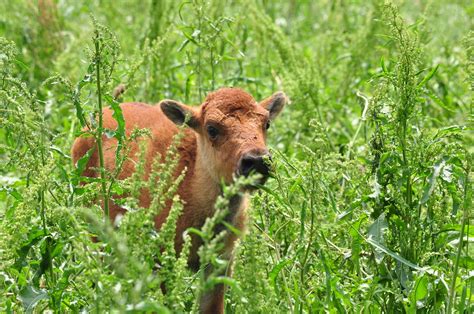 Bison Baby Cute Free Photo On Pixabay Pixabay