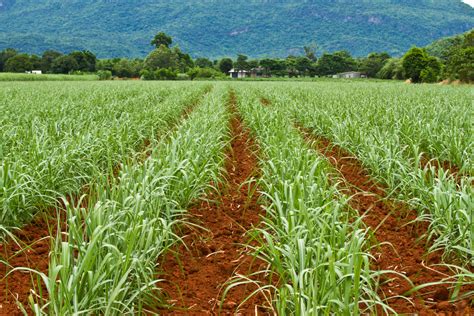 How To Care And Plant A Sweet Treat Sugar Cane