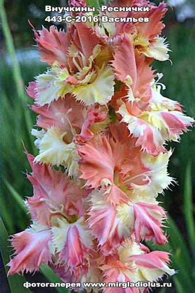 Гладиолус Внучкины Реснички Коллекция © Лазаревич Тамары mirgladiolus ...