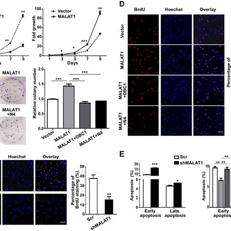 Malat Regulates Cell Proliferation And Apoptosis In Hepg Cells