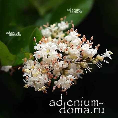 Ligustrum JAPONICUM (Бирючина): купить 3 семени c доставкой почтой 🌸 ...