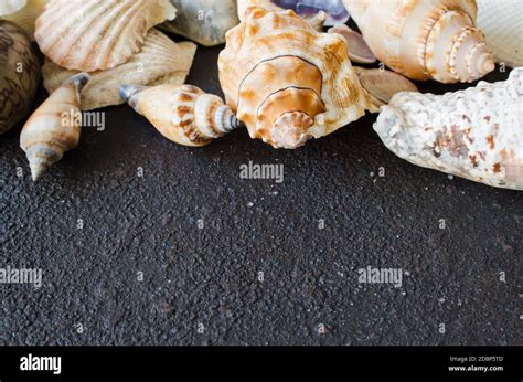 Different Seashells On Dark Concrete Background Summer Background