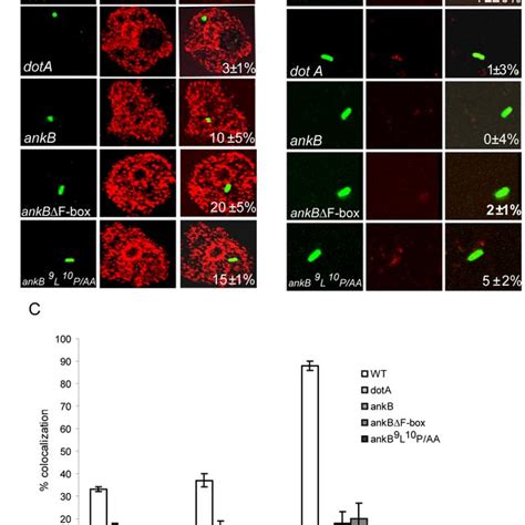 Ankb Is Essential For Acquisition Of Polyubiquitinated Proteins By The