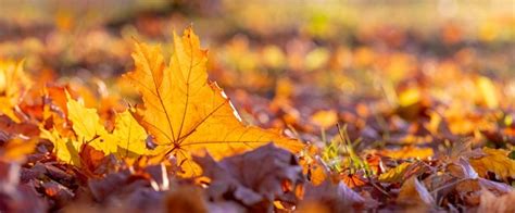 Premium Photo Orange Maple Leaf On The Ground In The Sun Rays Autumn